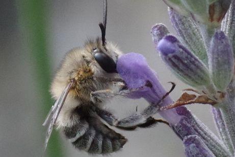 Réf. 284 814 : Anthophora pubescens